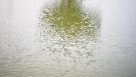 Forest sky tree reflections on rippling lake water Stock Footage 77272200