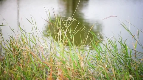 Forest sky tree reflections on rippling lake water Stock Footage 77396548