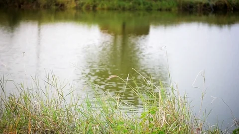 Forest sky tree reflections on rippling lake water Stock Footage 77396642