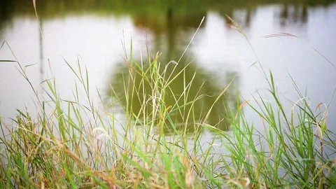 Forest sky tree reflections on rippling lake water Stock Footage 77396676
