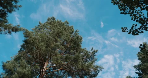 Forest sky view	 Stock Footage 139024867