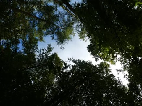 Forest, sky, view of the sky, trees, green Stock Photos