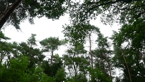 Forest Sky View, Tree View, Record of Singing Birds NO SKY Stock Footage 248474618