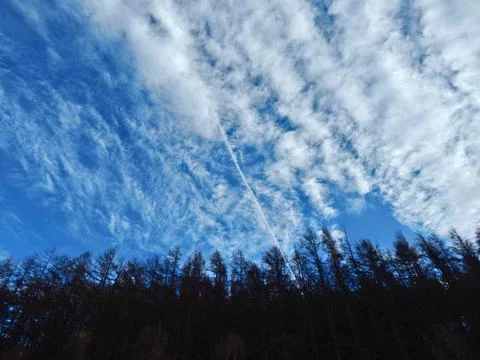 Forest Skyline Stock Photos