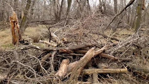 Forest slash pile of branches, twigs and logs. Video stock 107237129