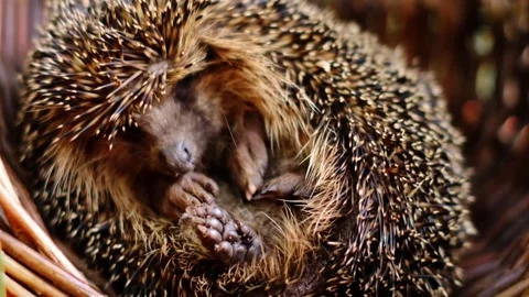 Forest sleeping hedgehog in a wicker basket.hedgehogs heels Stock Footage 313153745