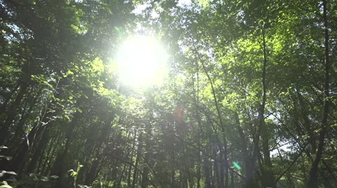 Forest slide Vidéo 47050395