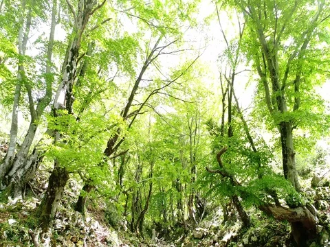 Forest slide Stock Footage 76810438