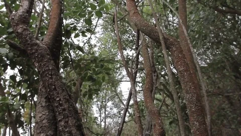 Forest slide in Stock Footage 77046168