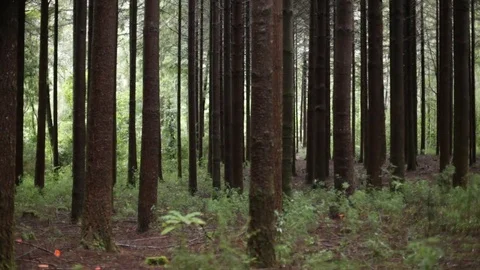 Forest slide in Stock Footage 77049163