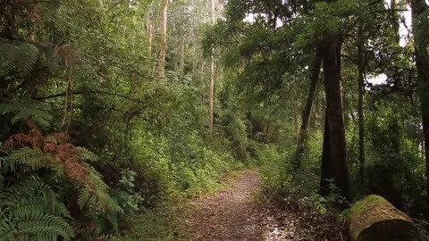 Forest slide in Stock Footage 77049194