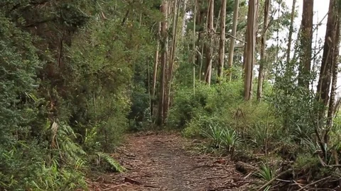 Forest slide in Stock Footage 77049201