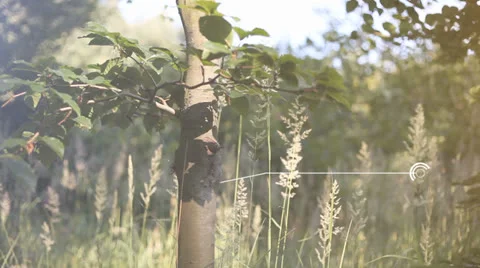 Forest Slide with Motion Graphics Video stock 25528632