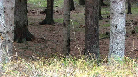 Forest slider 스톡 동영상 35042137