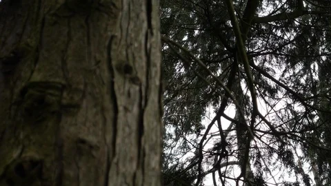 Forest slider shot behind tree trunk to fir trees Stock Footage 102585119