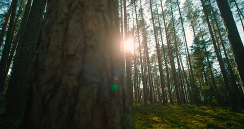 Forest Slider Shot Behind Tree. Forest In The Morning With The Rising Sun. Stock Footage 128322840