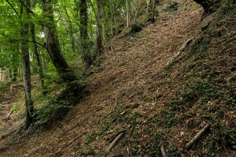 Forest on the slope. Stockfoto's