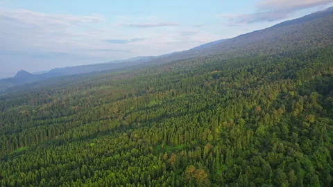 Forest slope of Slamet volcano mountain, Baturraden, Indonesia Stock Footage 341702975