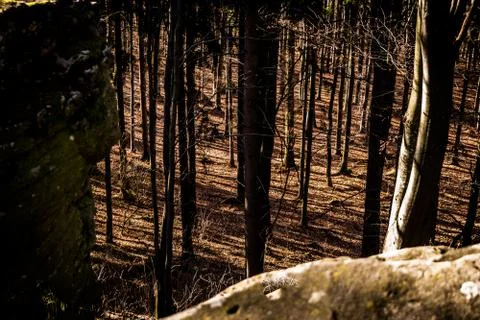 Forest in Slovakia 写真素材