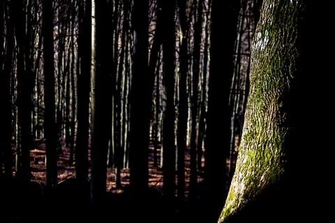 Forest in Slovakia Stock Photos