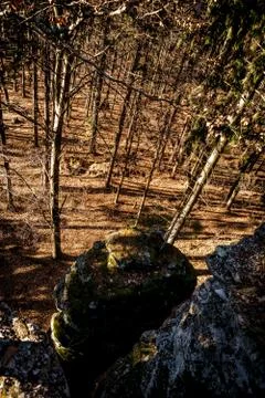 Forest in Slovakia Stock Photos