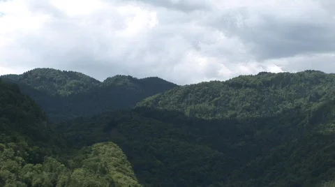 Forest Slovenia Stock Footage 845882