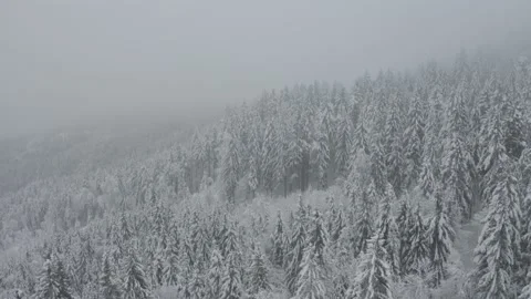 Forest in Slovenia Stock Footage 166947374