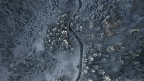 A forest in Slovenia Stock Footage 166947472