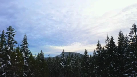 FOREST SLOW-MO Stock Footage 98965605