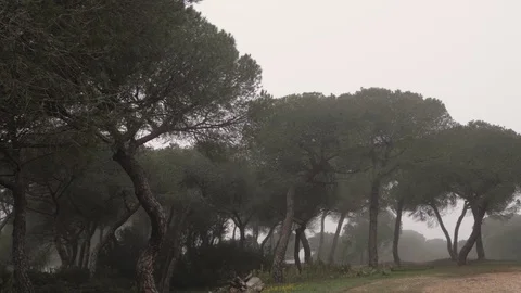 FOREST WITH SLOW MOTION PANORAMIC FOG Stockbeeldmateriaal 124781771