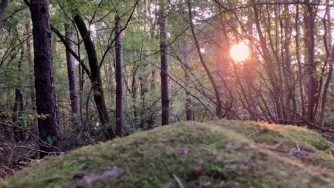 Forest slow walk tree sun sunset lights Stock Footage 161777906