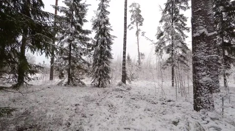 In forest slowly panning from left to right, 4K Stock Footage 46156222