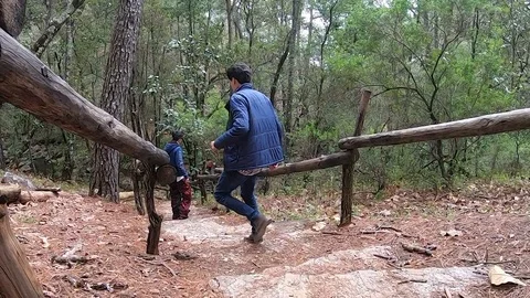 Forest slowmotion walking Видео 103549409