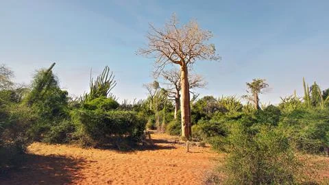 Forest with small baobab and octopus trees, bushes and grass growing on red d Foto stock