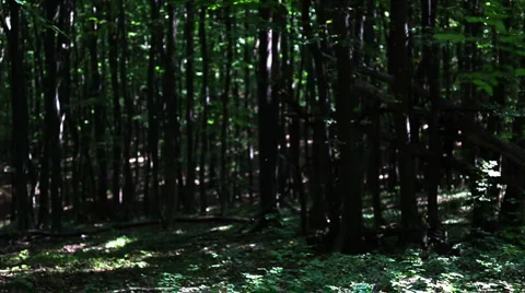 Forest small flies1 動画素材 1067694