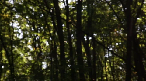 Forest small flies2 動画素材 1067784