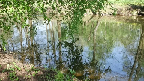 Forest small river. Video stock 116882256