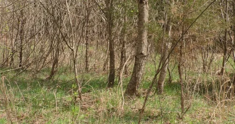 Forest of small trees and vines and green spring grasses Stock Footage 87843962