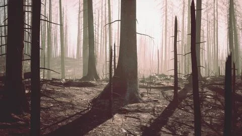 Forest with smoke arter fire Stock Illustration