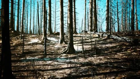 Forest with smoke arter fire Stock Illustration
