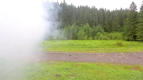 Forest in the smoke Video stock 80016407