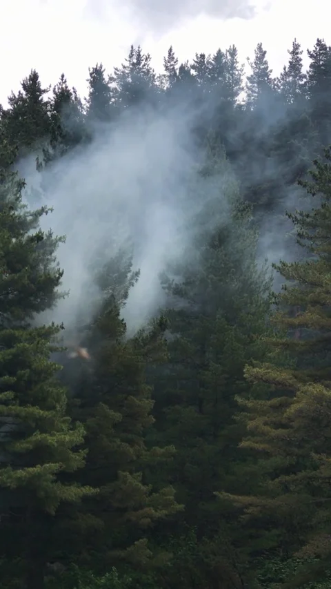 Forest Smoke 動画素材 122443487