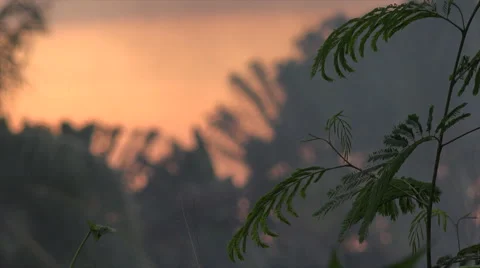 Forest Smoke at Sunset  動画素材 62089908