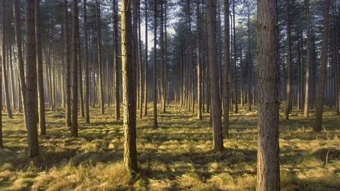 Forest smooth forward motion Stock Footage 71779718