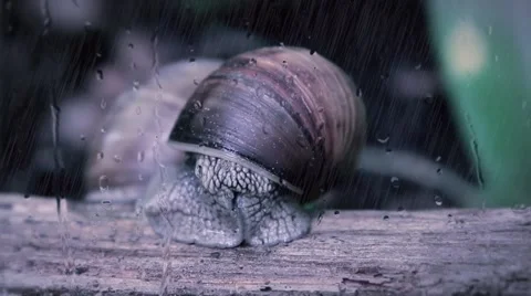 Forest Snail on big branch opening eyes and exploring  surrounding Stock Footage 50035790