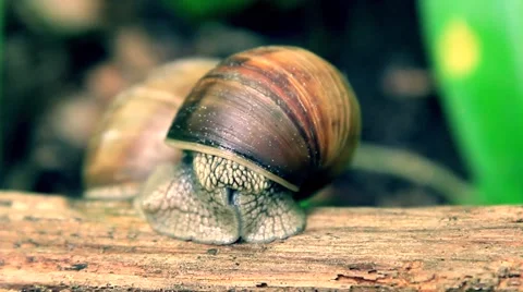 Forest Snail on big branch opening eyes and exploring  surrounding Video stock 50035849