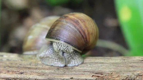 Forest Snail on big branch opening eyes and exploring  surrounding Stock Footage 50035880