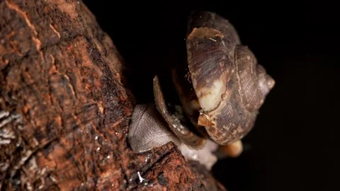 Forest Snail Crawling on Tree Bark with Ant Stock Footage 340601121