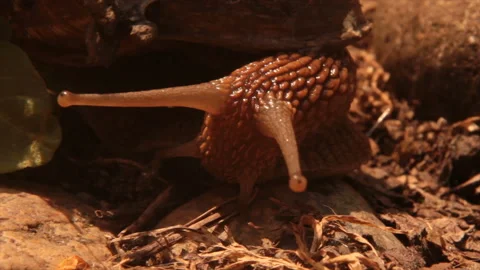 Forest snail on dry stony ground Video stock 155387437