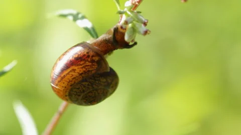 Forest snail eating a flower, macro Vidéo 146957360
